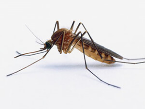 Mosquitoes in Clark County Indiana